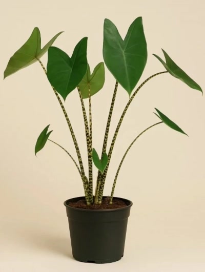 Alocasia Zebrina Fil Kulağı