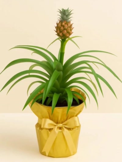 Ananas Comosus Hediye Paketli