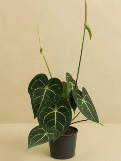 Anthurium Clarinervium
