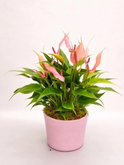 Anthurium Lilli Dekoratif Saksılı