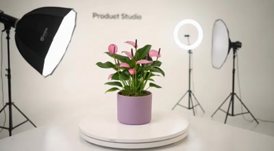 Anthurium Zizou Dekoratif Saksılı