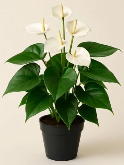 Antoryum Beyaz Büyük