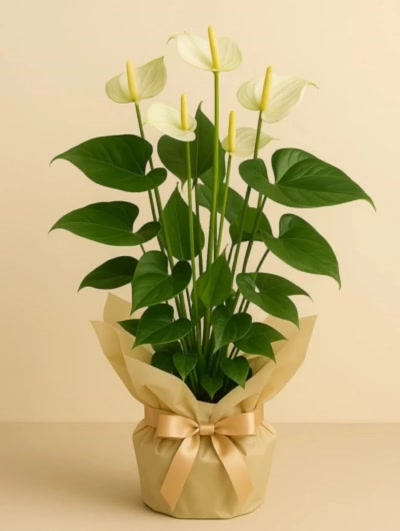 Antoryum Beyaz Büyük Hediye Paketli