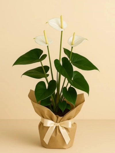 Antoryum Beyaz Hediye Paketli