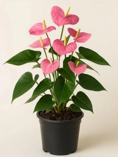 Antoryum Pembe Büyük