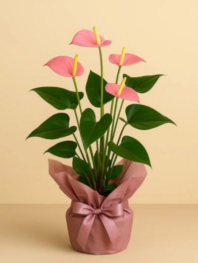 Antoryum Pembe Hediye Paketli