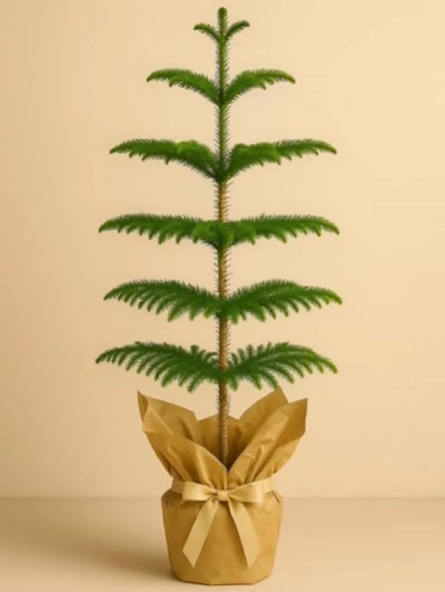 Araucaria Heterophylla - Arokarya Çam 100-120 cm Hediye Paketli