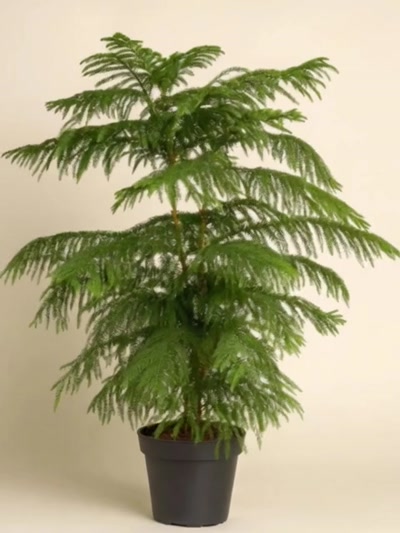 Araucaria Heterophylla Arokarya Çam 110-120cm