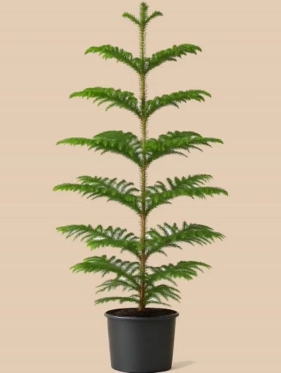 Araucaria Heterophylla - Arokarya Çam 160cm
