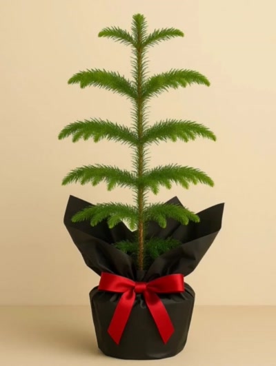 Araucaria Heterophylla Arokarya Çam 45cm Hediye Paketli