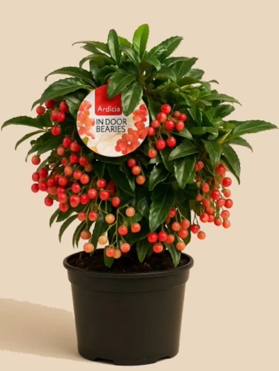 Ardisia