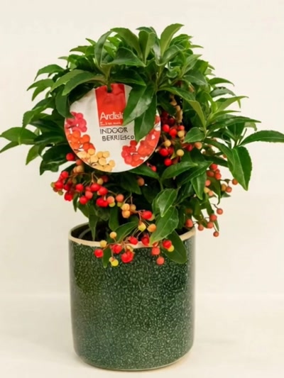 Ardisia Dekoratif Saksılı