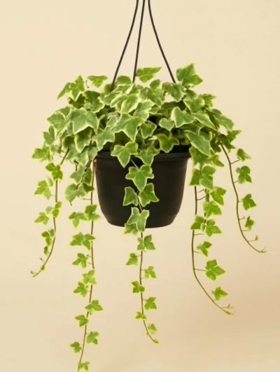 Askılı Hedera Alacalı 130cm