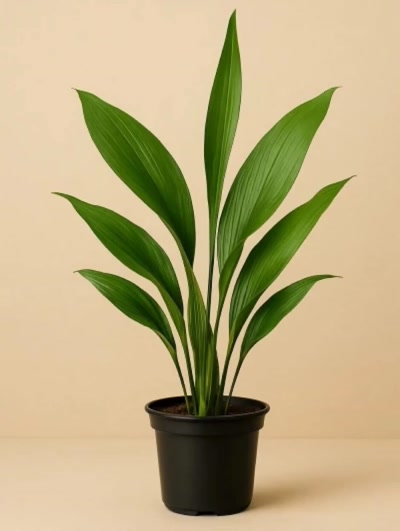 Aspidistra Elatior