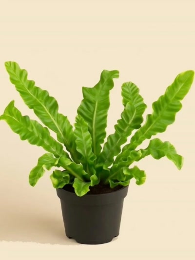 Asplenium Nidus Crispy Wave