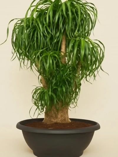 Beaucarnea Recurvata Nolina Fil Ayağı 100-110cm