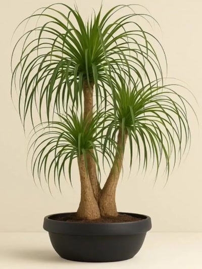 Beaucarnea Recurvata Nolina Fil Ayağı 250cm