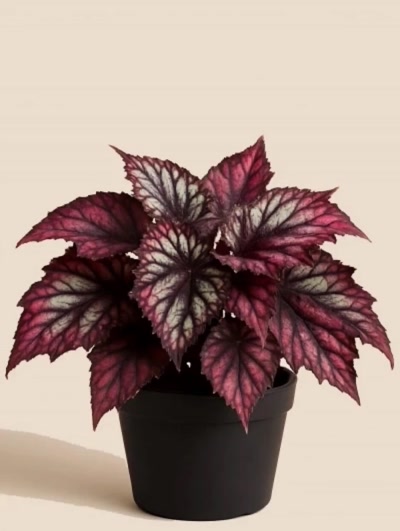 Begonia Rex