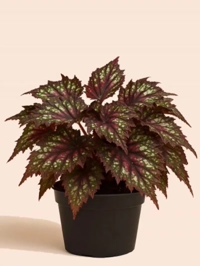 Begonia Rex 3