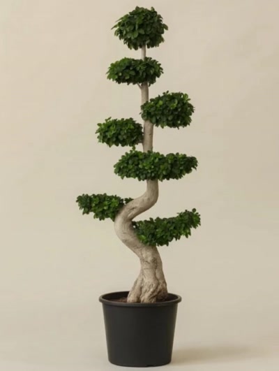Bonsai XL 250cm