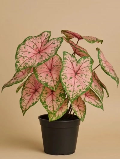 Caladium Melek Kanadı