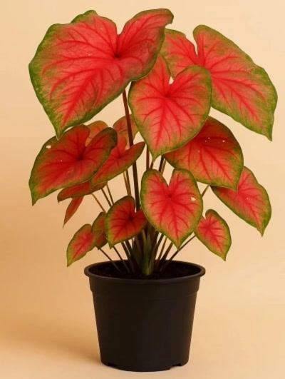 Caladium Melek Kanadı 2