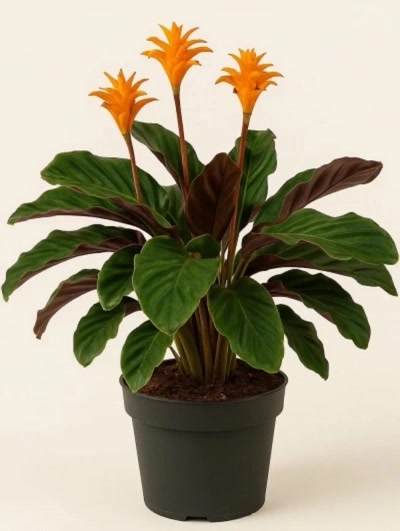 Calathea Crocata Dua Çiçeği