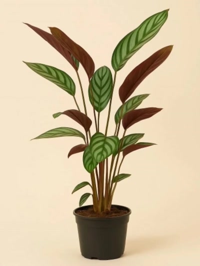 Calathea Ctenanthe Dua Çiçeği