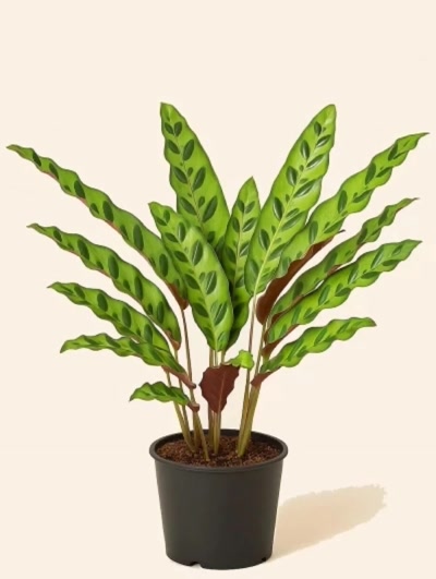Calathea Lancifolia Dua Çiçeği
