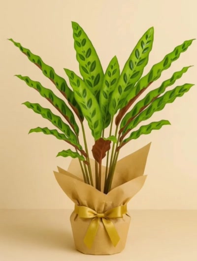 Calathea Lancifolia Dua Çiçeği Hediye Paketli