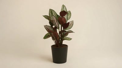 Calathea Majestica White Star Dua Çiçeği