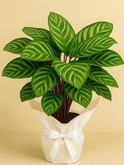 Calathea Makoyana Dua Çiçeği Hediye Paketli