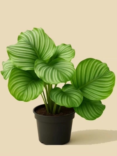 Calathea Orbifolia Dua Çiçeği