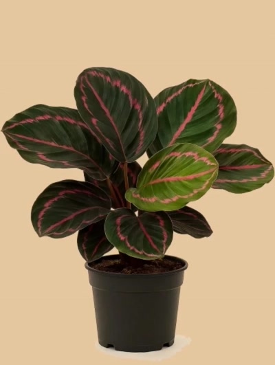 Calathea Roseopicta Dark Dua Çiçeği