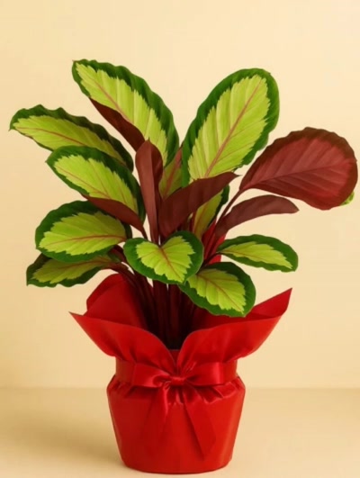 Calathea Roseopicta Silvia Dua Çiçeği Hediye Paketli