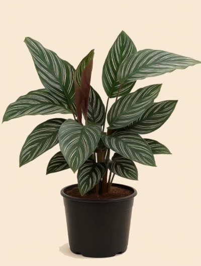 Calathea Sanderiana Dua Çiçeği