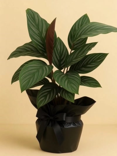 Calathea Sanderiana Dua Çiçeği Hediye Paketli