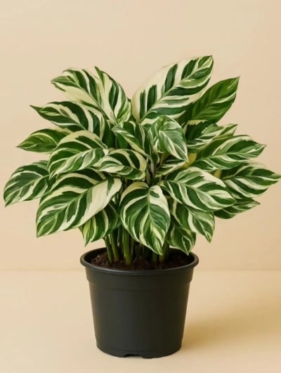 Calathea White Fusion Dua Çiçeği