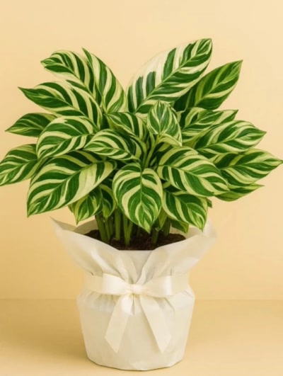 Calathea White Fusion Dua Çiçeği Hediye Paketli