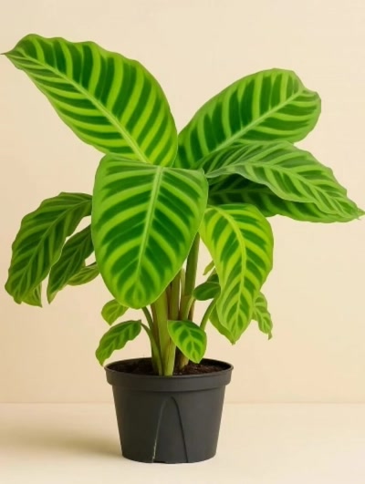Calathea Zebrina Dua Çiçeği
