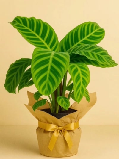 Calathea Zebrina Dua Çiçeği Hediye Paketli