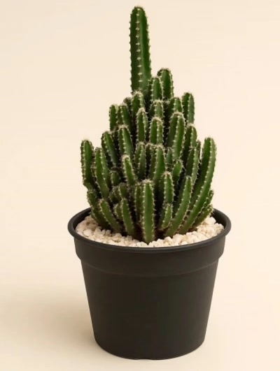 Cereus Peruvianus Paolina