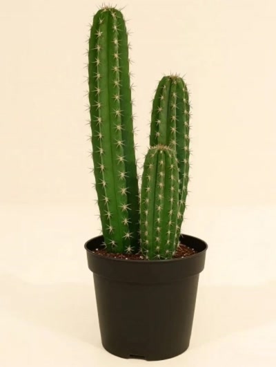 Cereus Peruvianus Peru Kaktüsü