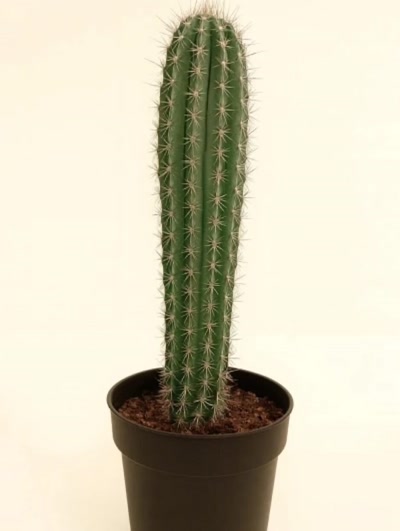 Cereus Repandus 60cm