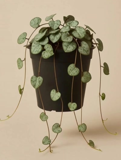 Ceropegia Kalp Kalbe Karşı