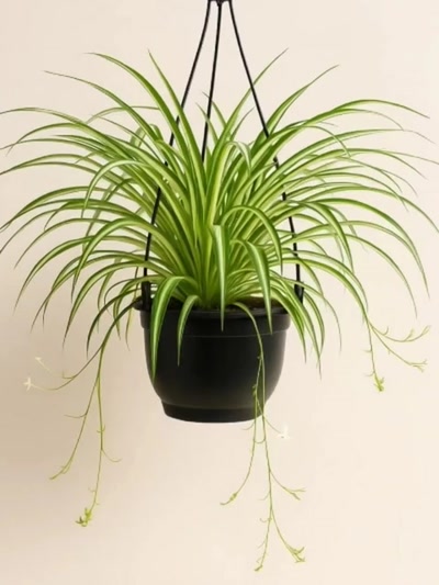 Chlorophytum Comosum Kurdele Askılı