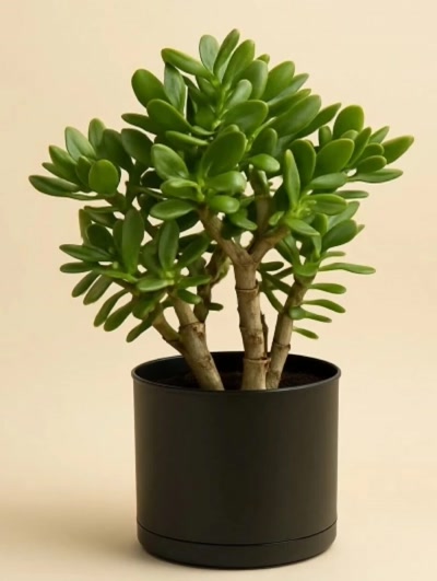 Crassula Ovata Para Çiçeği