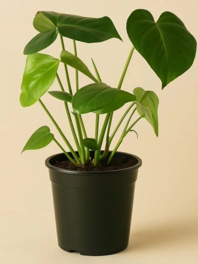 Deve Tabanı Monstera 40-50 cm