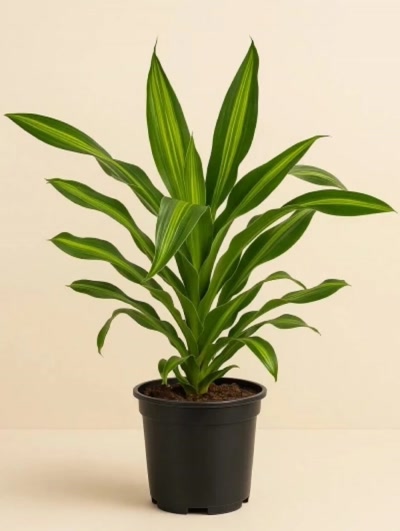 Dracaena Burley