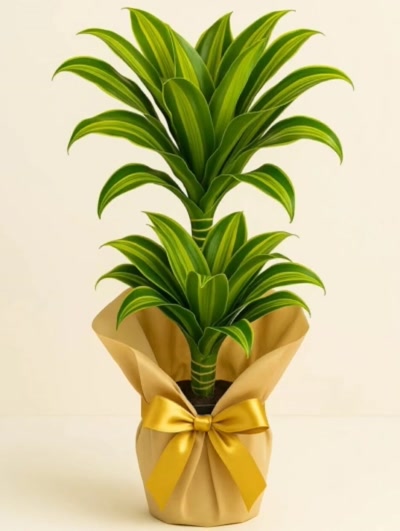 Dracaena Dorado 2 Kök 80 cm İthal Hediye Paketli